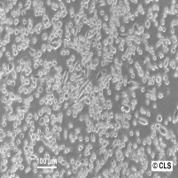 WEHI 164细胞图片